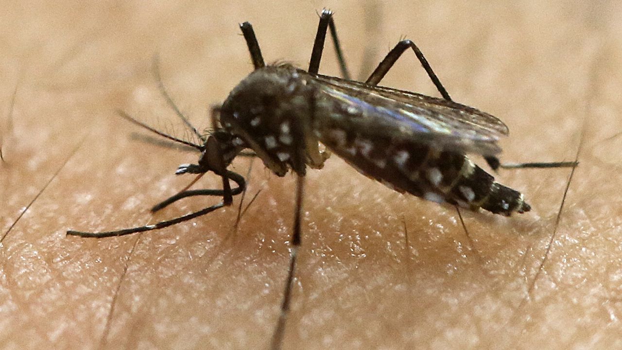 Research Into Zika Virus Vaccine Begins