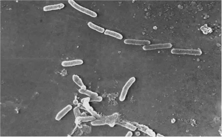 Drug-Resistant Bacteria 